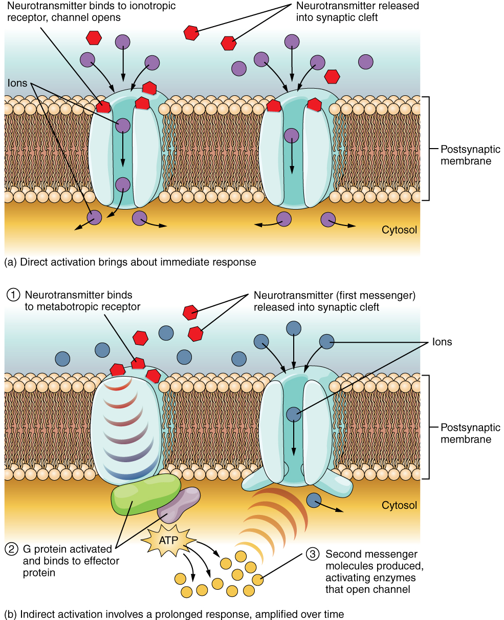 Diagram comparing and contrasting ionotropic and metabotropic receptors.