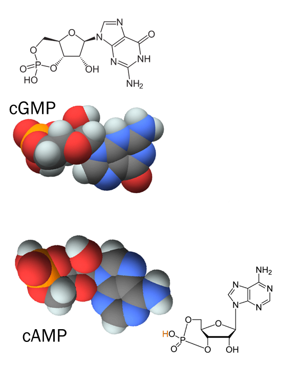 Chemical diagrams and space-filling models illustrating the second messenger molecules cyclic AMP and cyclic GMP.