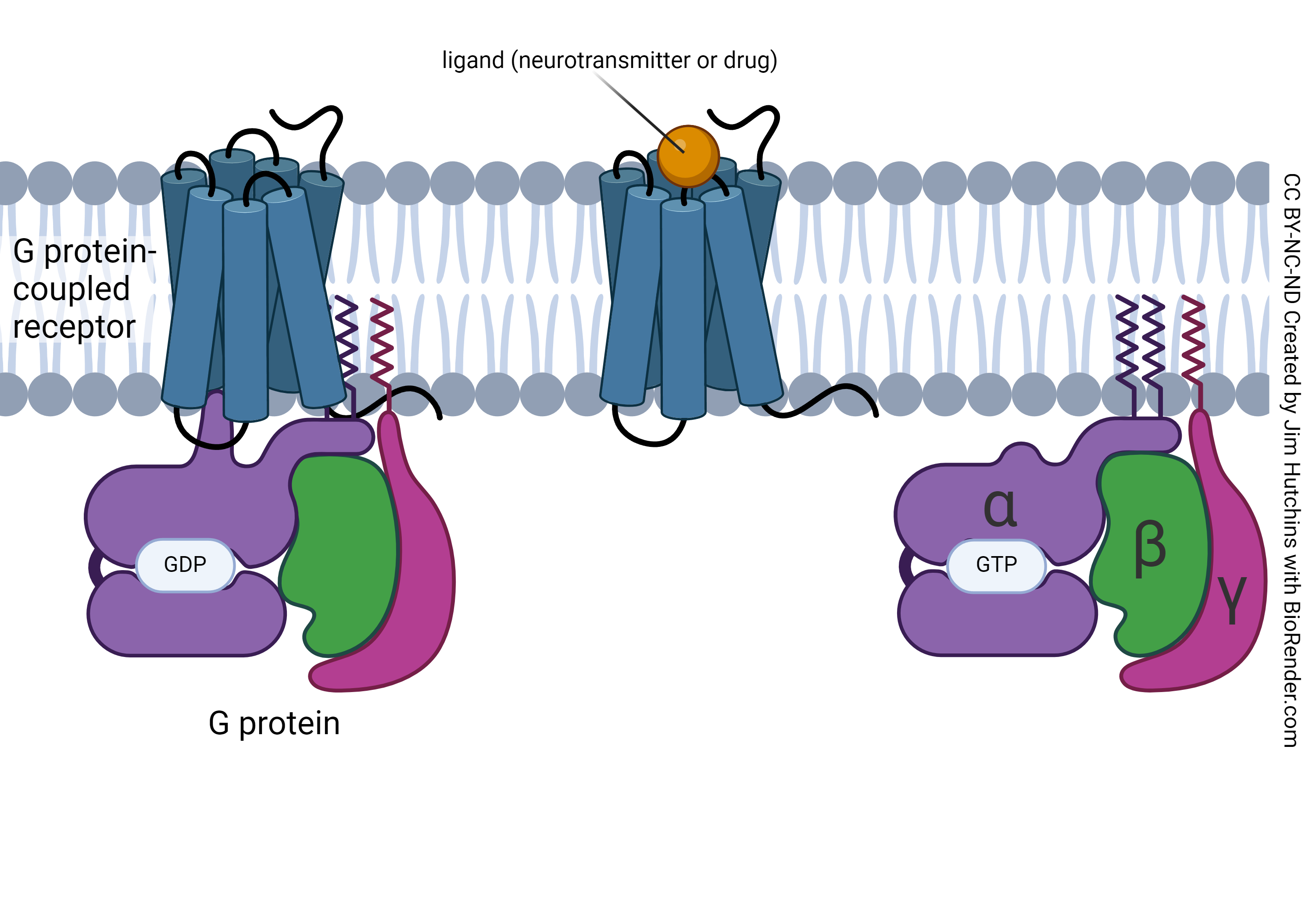 Diagram showing the intracellular events which follow ligand binding to a G protein-coupled neurotransmitter receptor.