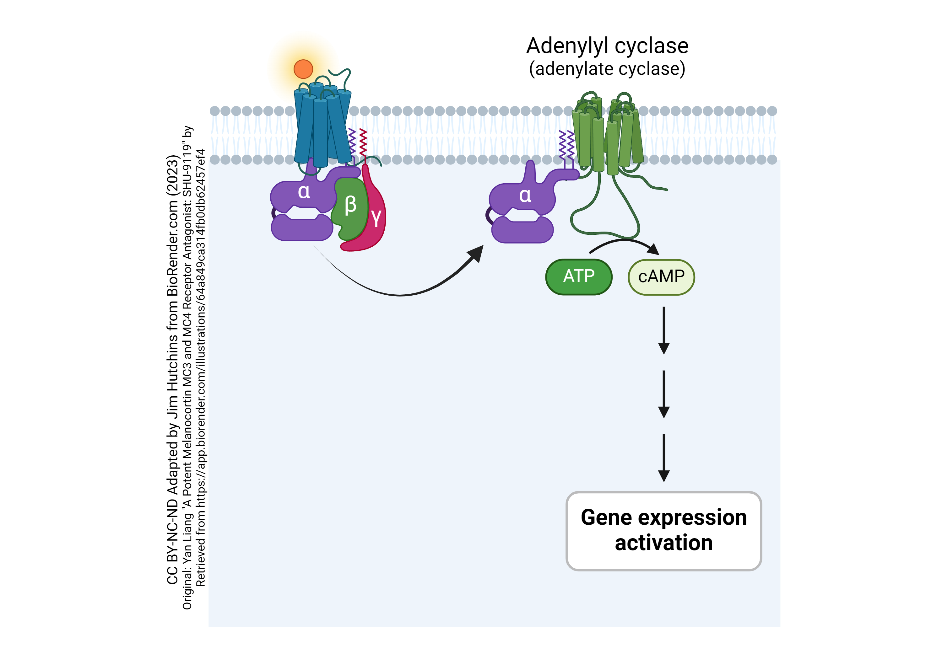 Diagram showing how adenylyl cyclase is activated by ligand binding to a GPCR.