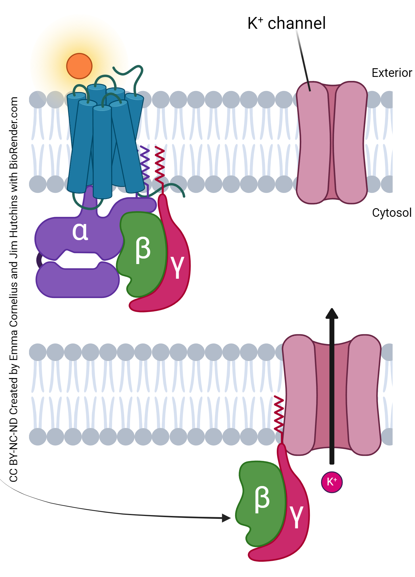 Diagram showing how ligand binding to a GPCR results in phosphorylation of a signal-gated channel.