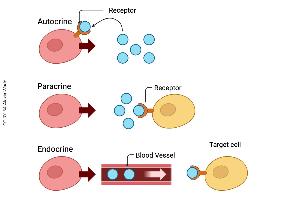 Diagram comparing and contrasting autocrine, paracrine, and endocrine signaling.