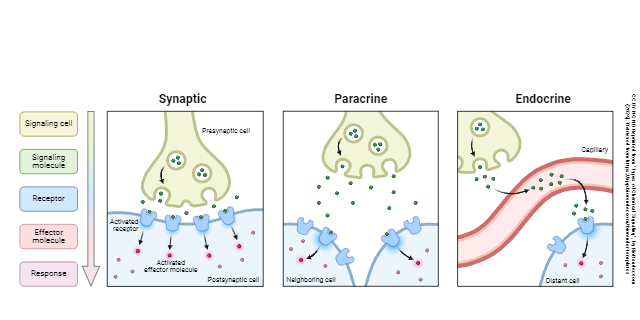 Diagram illustrating the different types of chemical signaling: synaptic, paracrine, or endocrine.