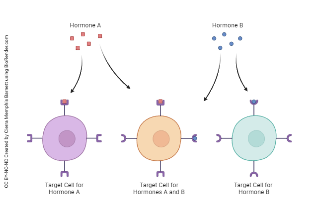 Diagram showing the different pairings of hormones and target cells.