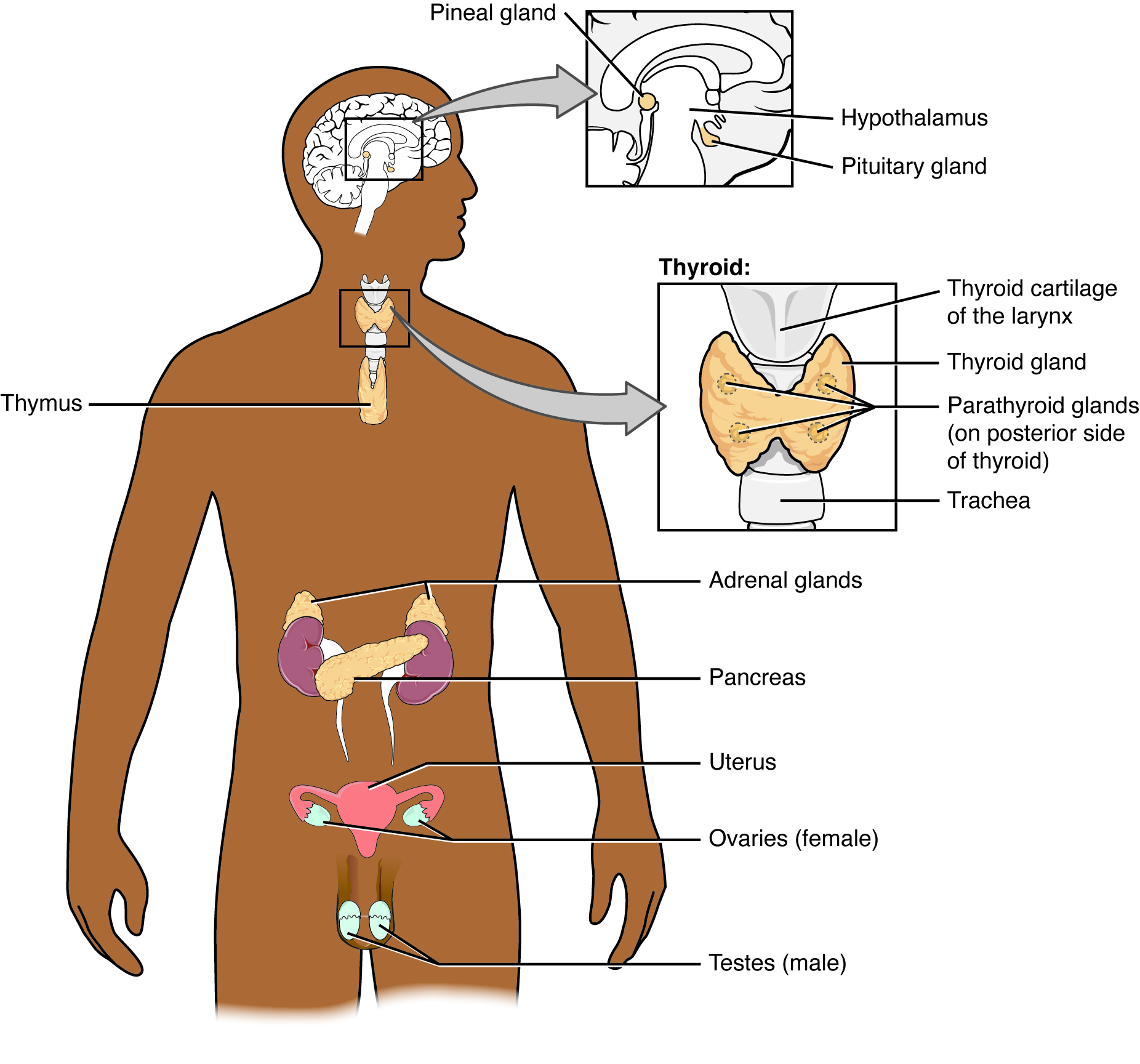 Diagram illustrating the endocrine organs of the human body.