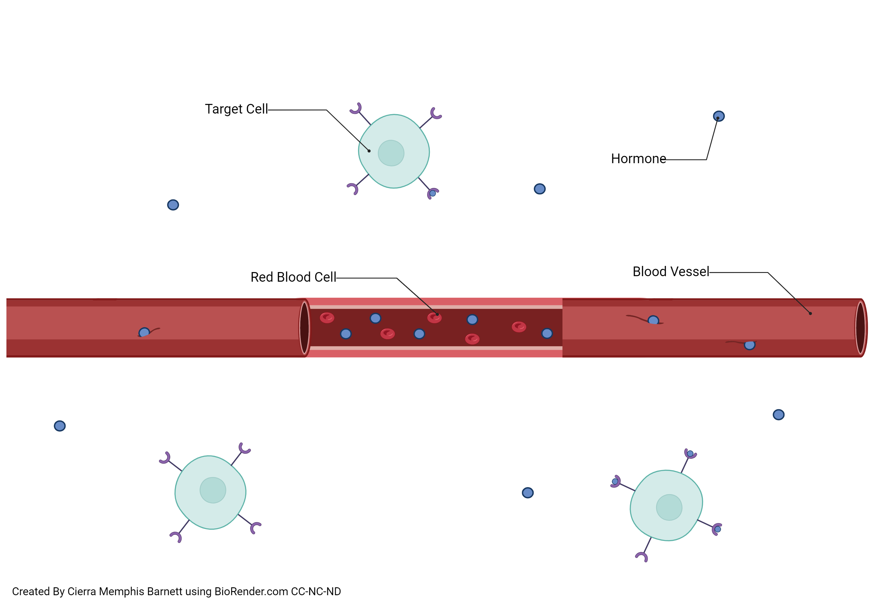 Diagram illustrating how hormones are secreted into the bloodstream to act on distant target cells.