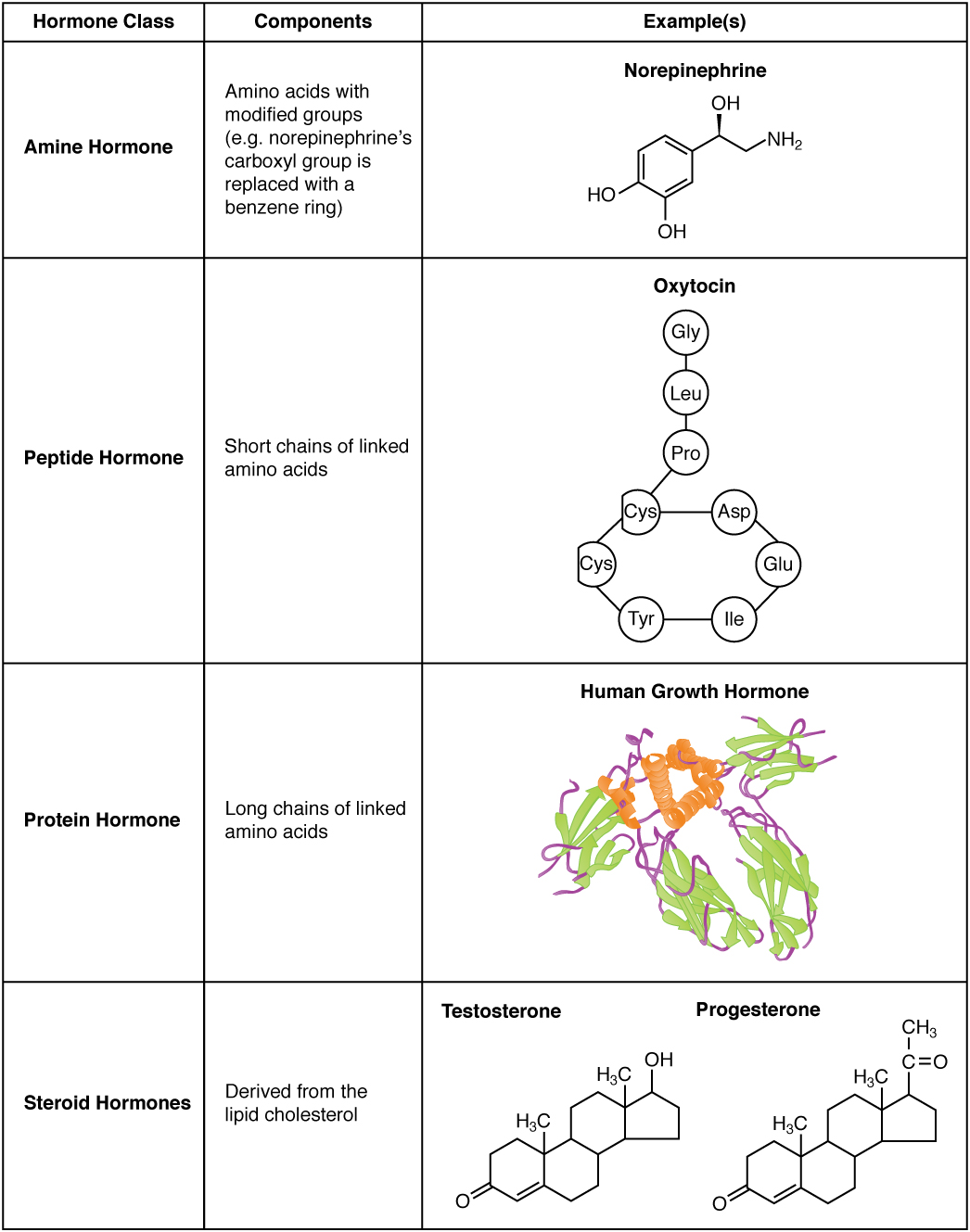 Table illustrating the different types of hormones.