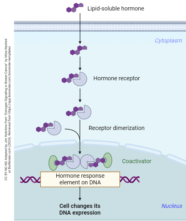 DIagram showing the mechanism of action of lipid-soluble hormones.