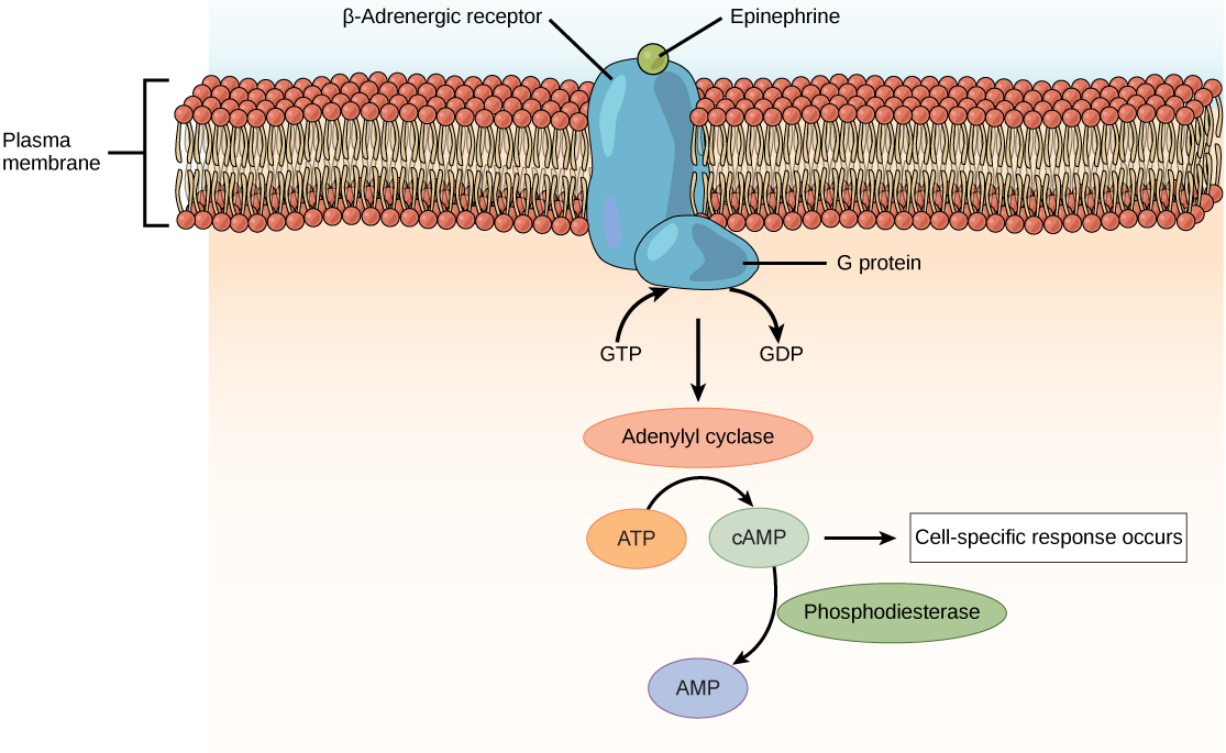 Diagram showing how epinephrine affects processes inside the cell.