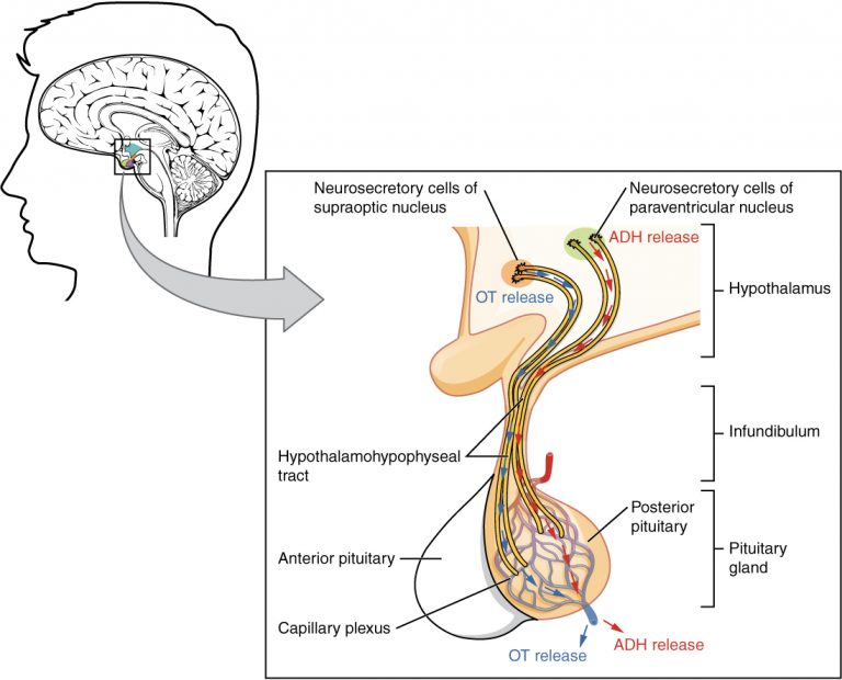 Diagram showing how the cells of the hypothalamus release hormones in the posterior pituitary gland.