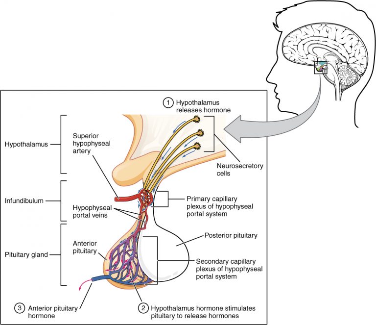 Diagram showing the relationship between the hypothalamus and the anterior pituitary.