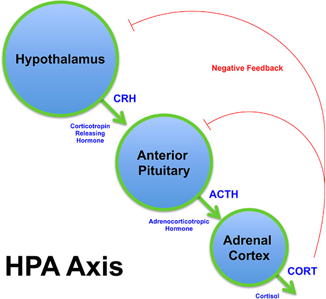 Diagram showing the relationships between the components of the HPA Axis.