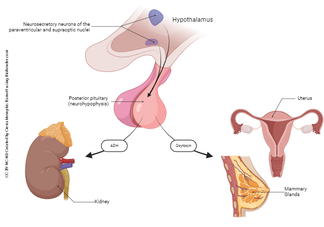 Diagram showing the effect of the posterior pituitary gland on body organs.