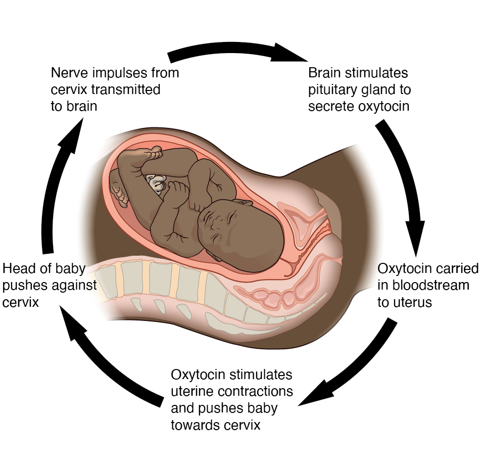 Diagram showing how childbirth is controlled by oxytocin.