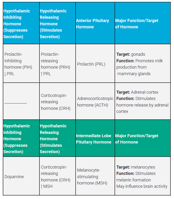 Table listing the hormones released from the anterior pituitary, part 2