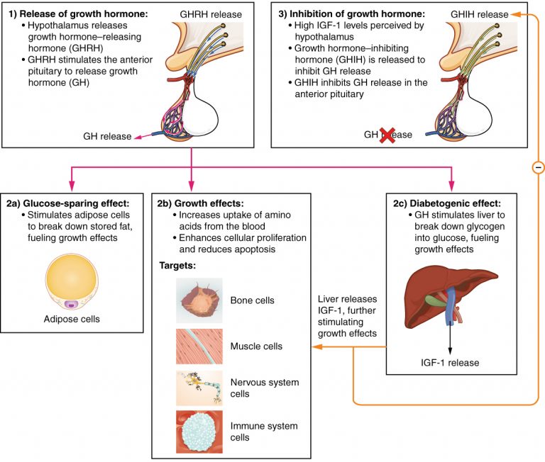 Diagram / infographic on the ways in which growth hormone is released, and the effects it has on the body.