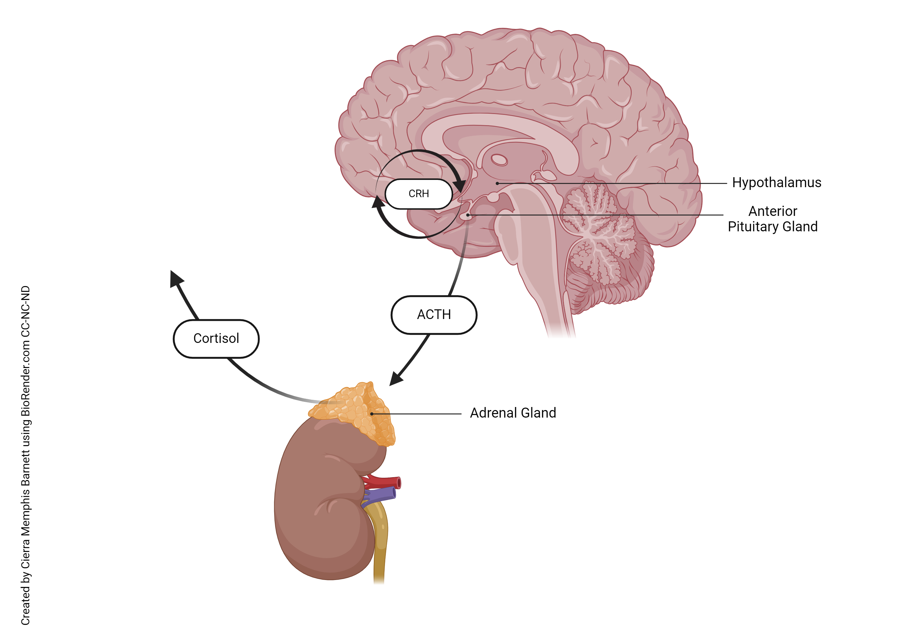 Diagram showing how ACTH acts on the adrenal gland to produce cortisol.