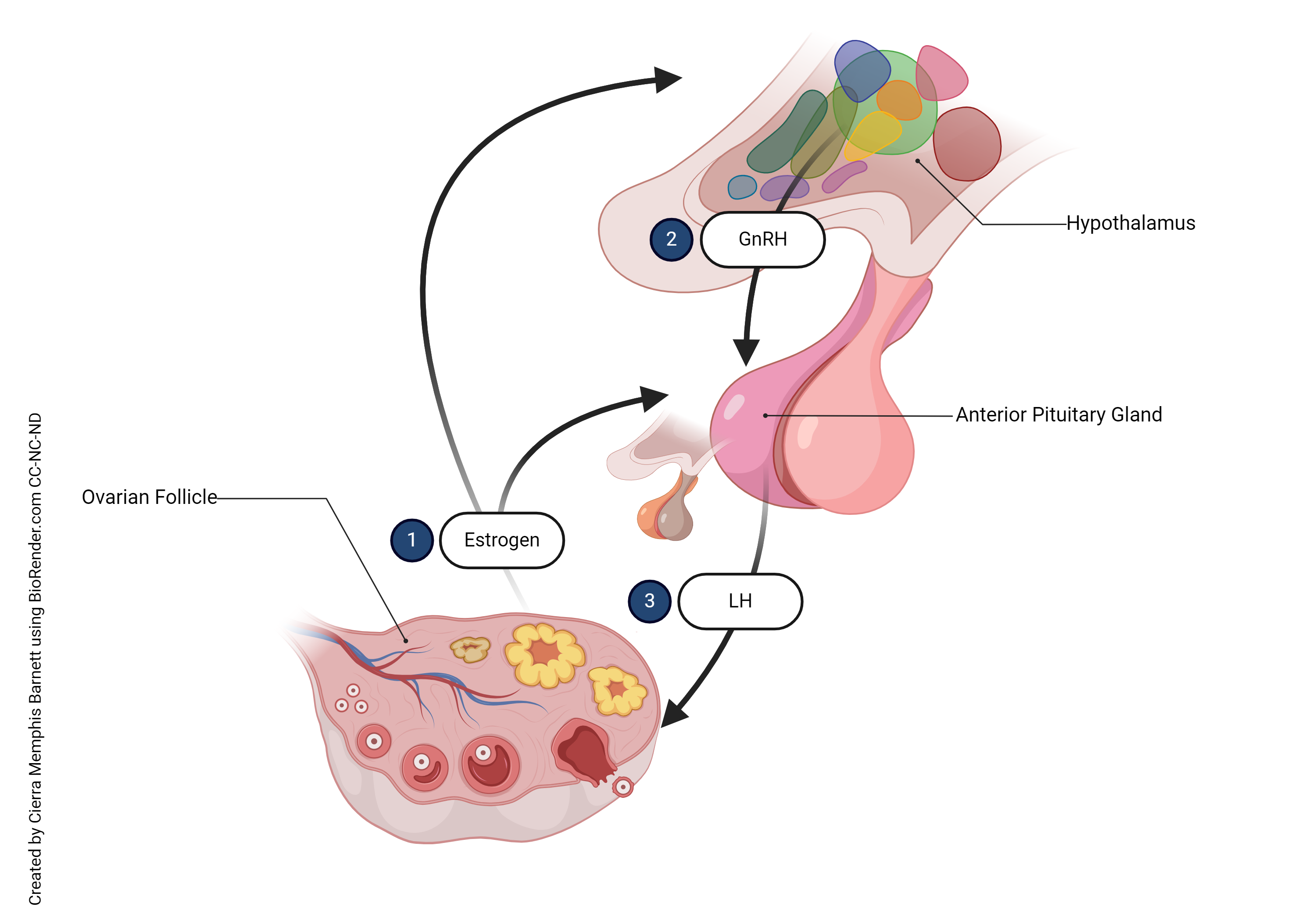 Diagram showing the effects of LH and FSH on ovulation.