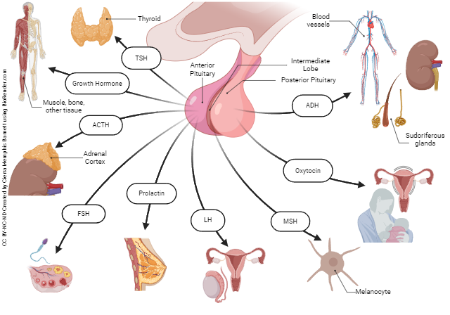 Diagram showing the hormones released from the pituitary gland and the organs that they affect.