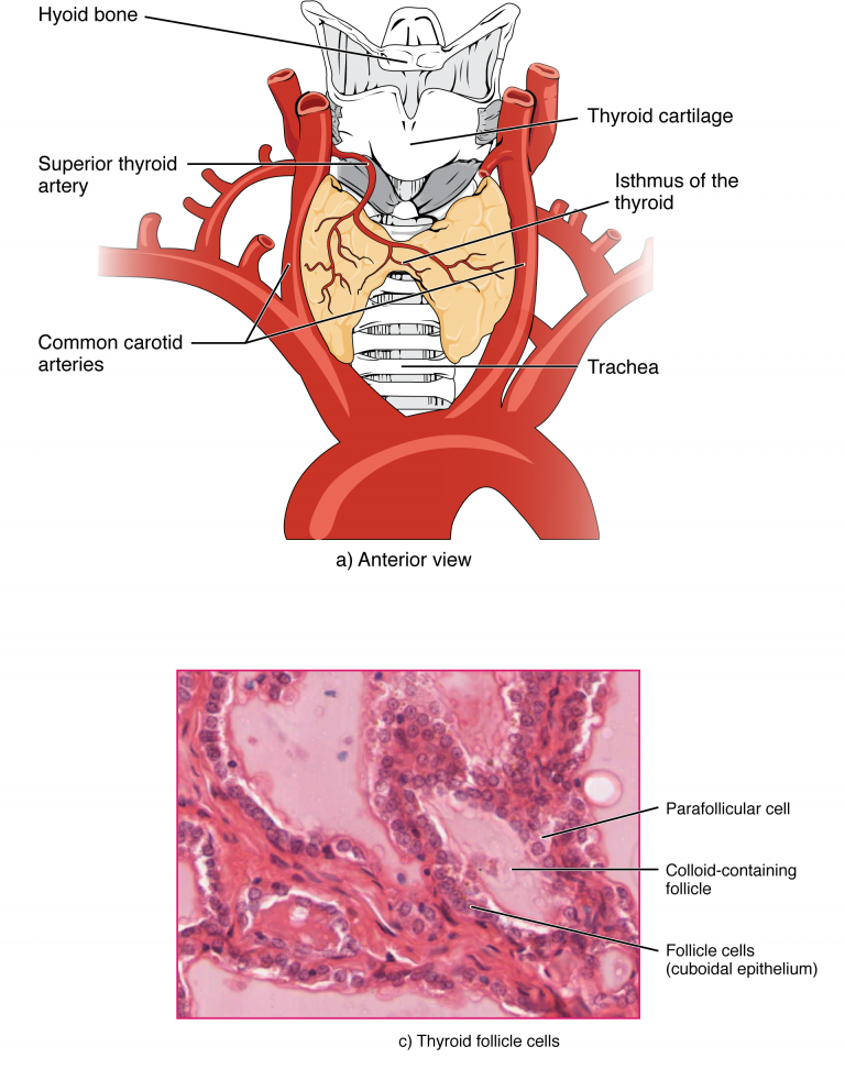 Diagram showing the location of the thyroid gland, along with a photomicrograph showing the gland's structure.