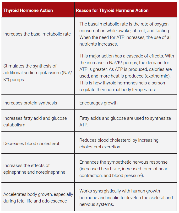 Table listing actions of thyroid hormone.