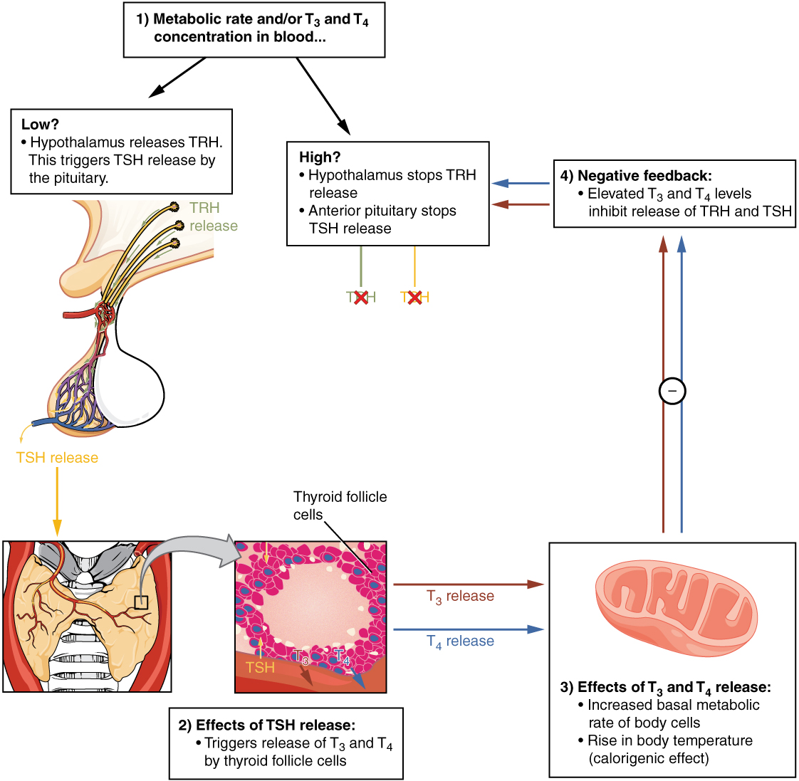 Diagram illustrating the negative feedback loop regulating thyroid hormone secretion.