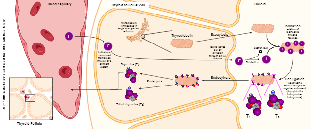 Diagram showing the process of thyroid hormone synthesis.