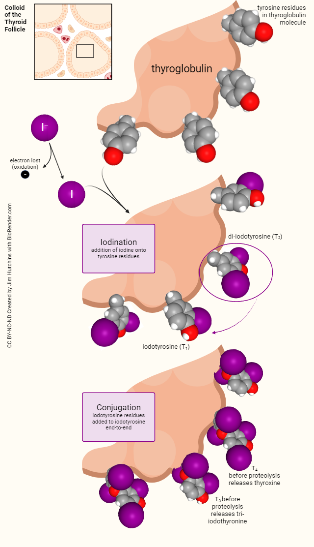 Diagram showing the chemical reactions which occur in the colloid of the thyroid follicle.