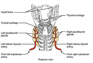 Diagram of the posterior surface of the thyroid gland showing the location of the parathyroid glands.