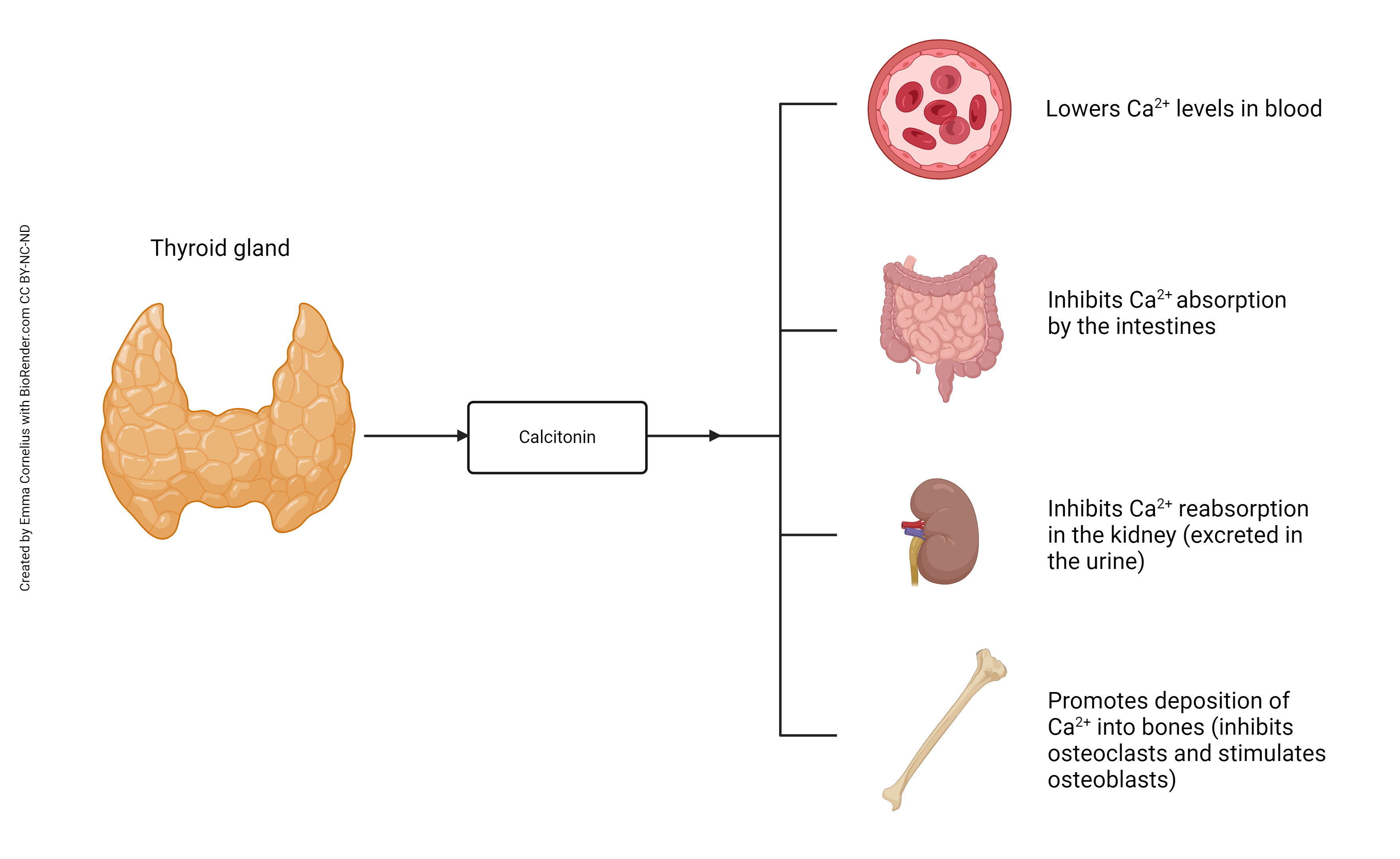 Diagram showing the effects of calcitonin.