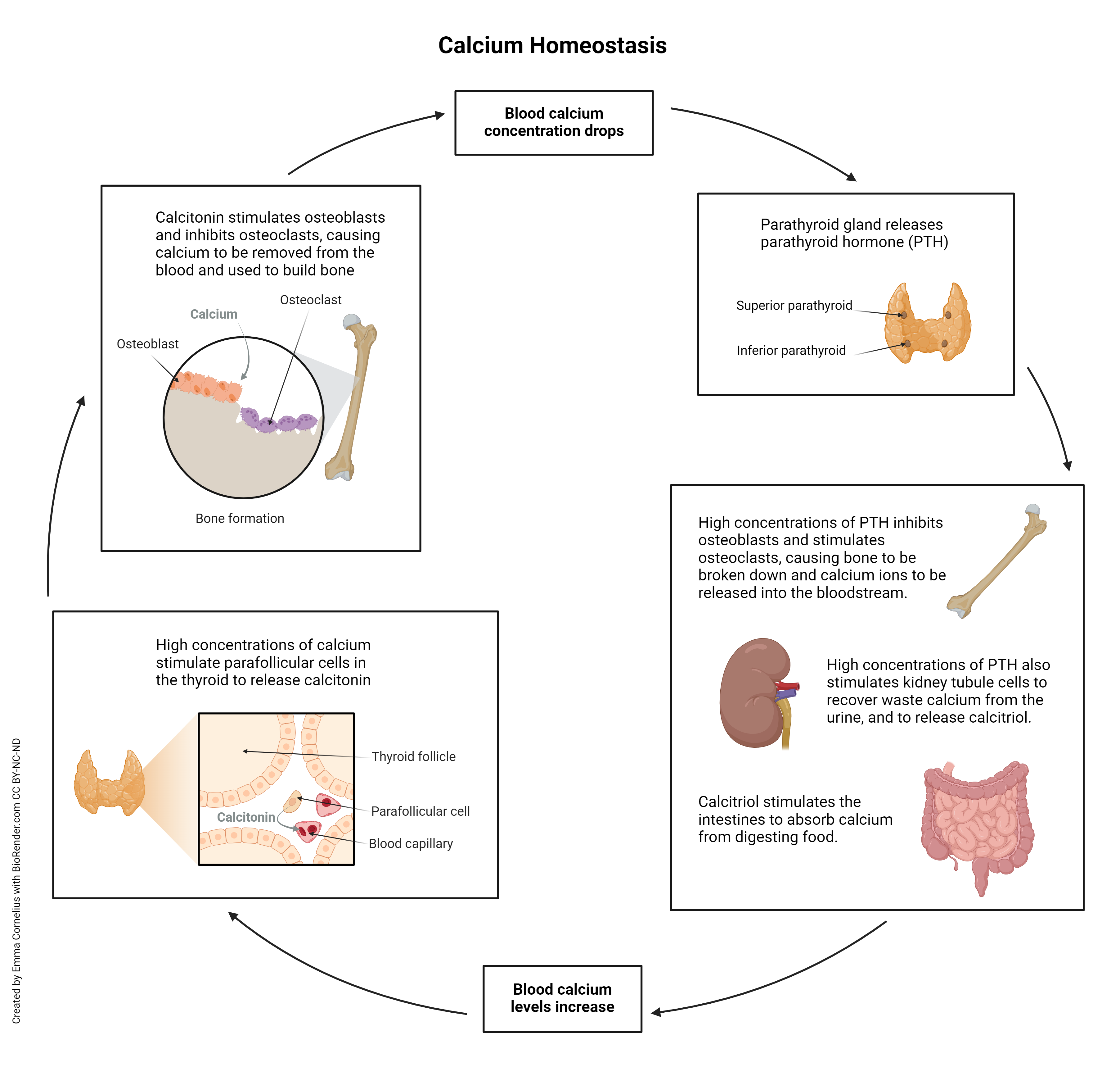 Diagram showing the homeostatic feedback loops controlled by parathyroid hormone.