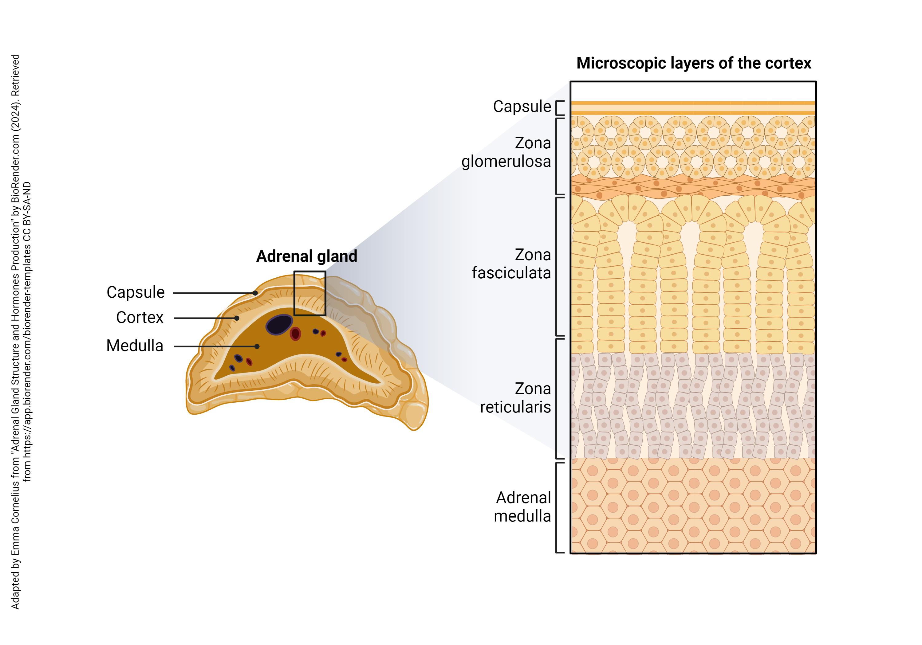 Diagram showing the layers of the adrenal gland.