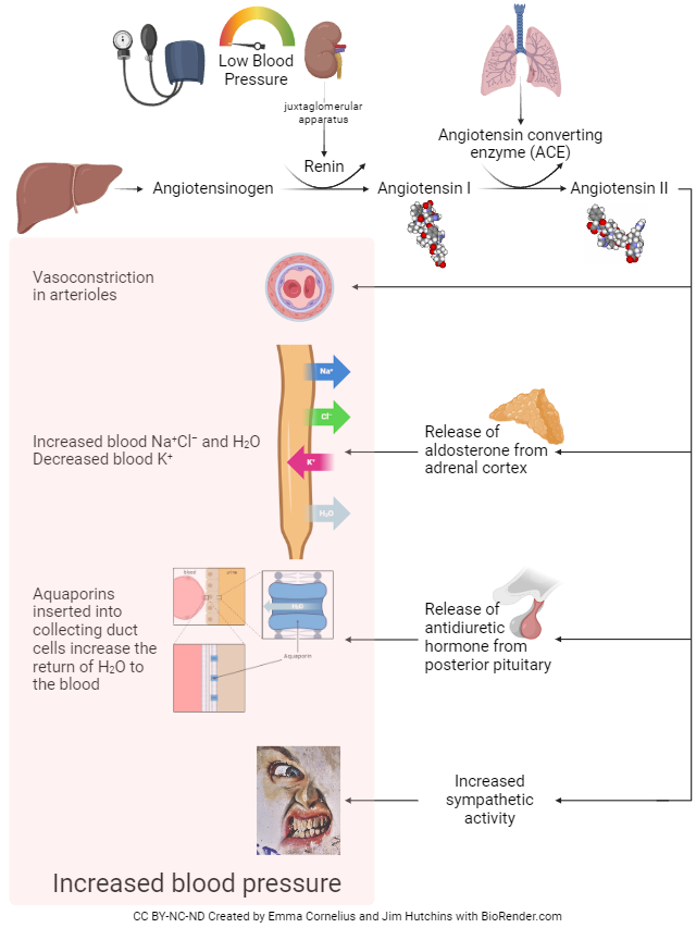 Diagram of the renin-angiotensin-aldosterone system and its effect on blood pressure.