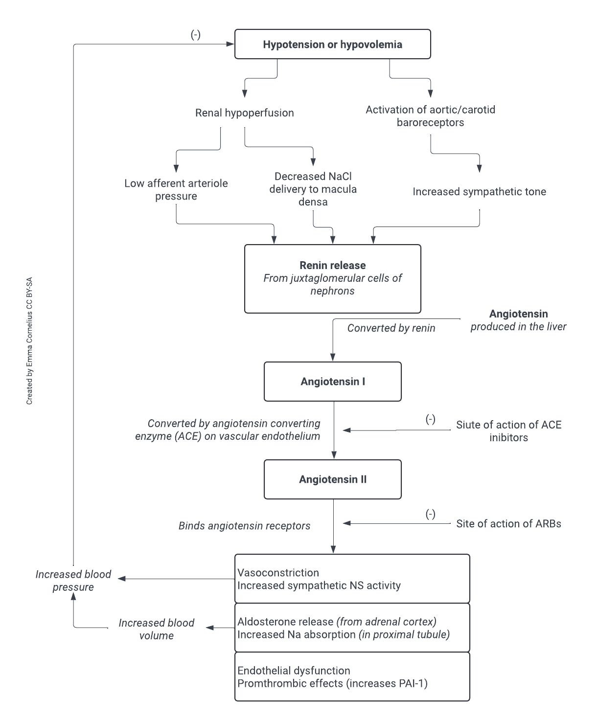 Flow chart outlining the clinical effects of the renin-angiotensin-aldosterone system