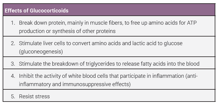 Table listing the effects of glucocorticoids.