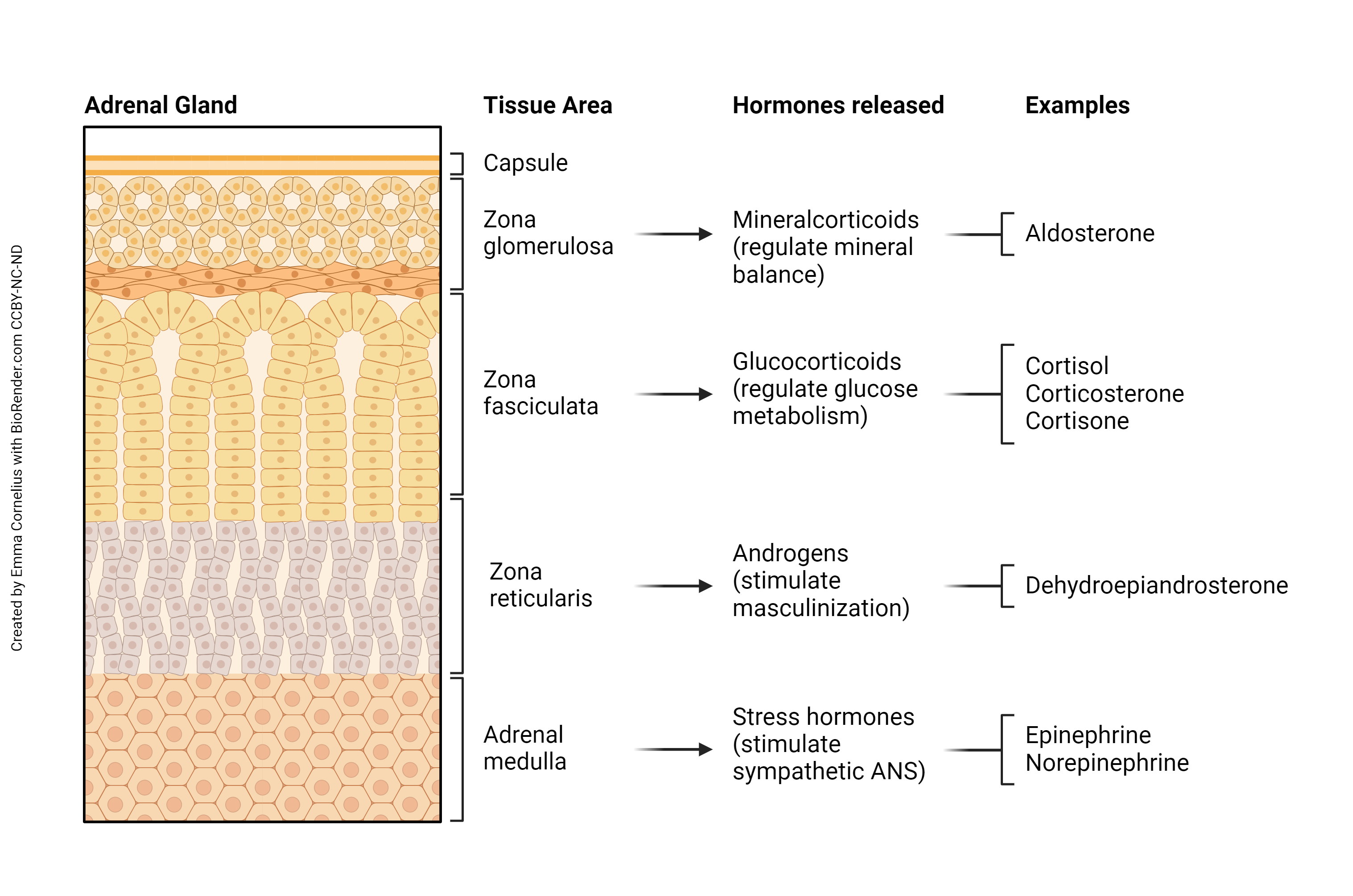 Diagram summarizing the tissues of origin, the hormones, and examples for the adrenal gland.