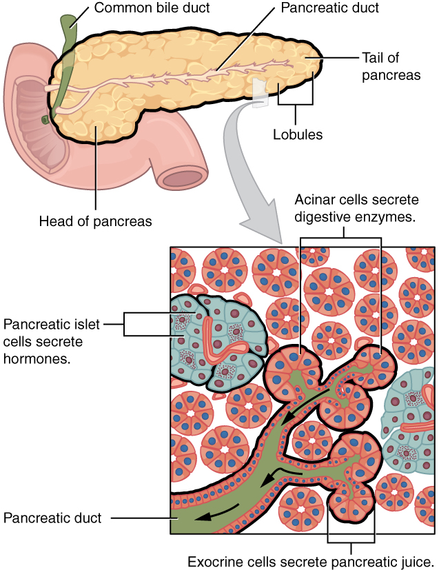 Diagram showing the pancreas with a detail of the pancreatic islets.