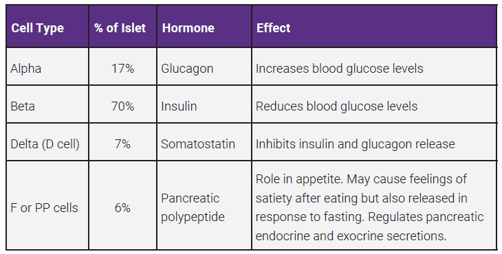 Table listing properties of the pancreatic islet cells.