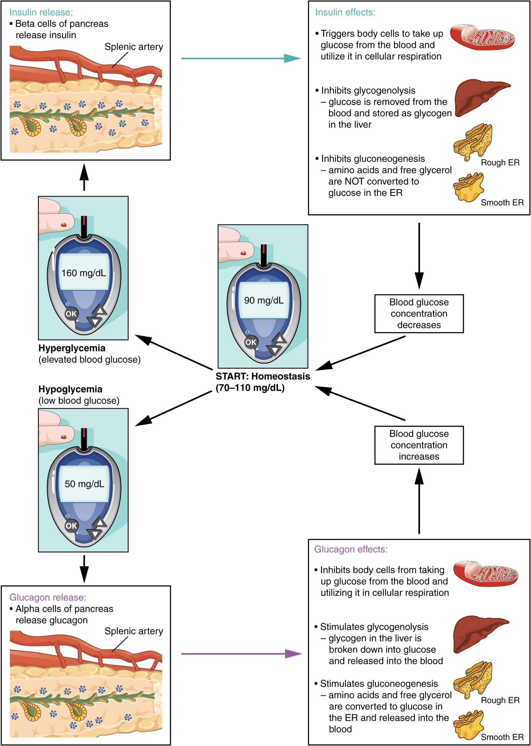 Infographic showing the effects of glucagon and insulin on blood sugar.