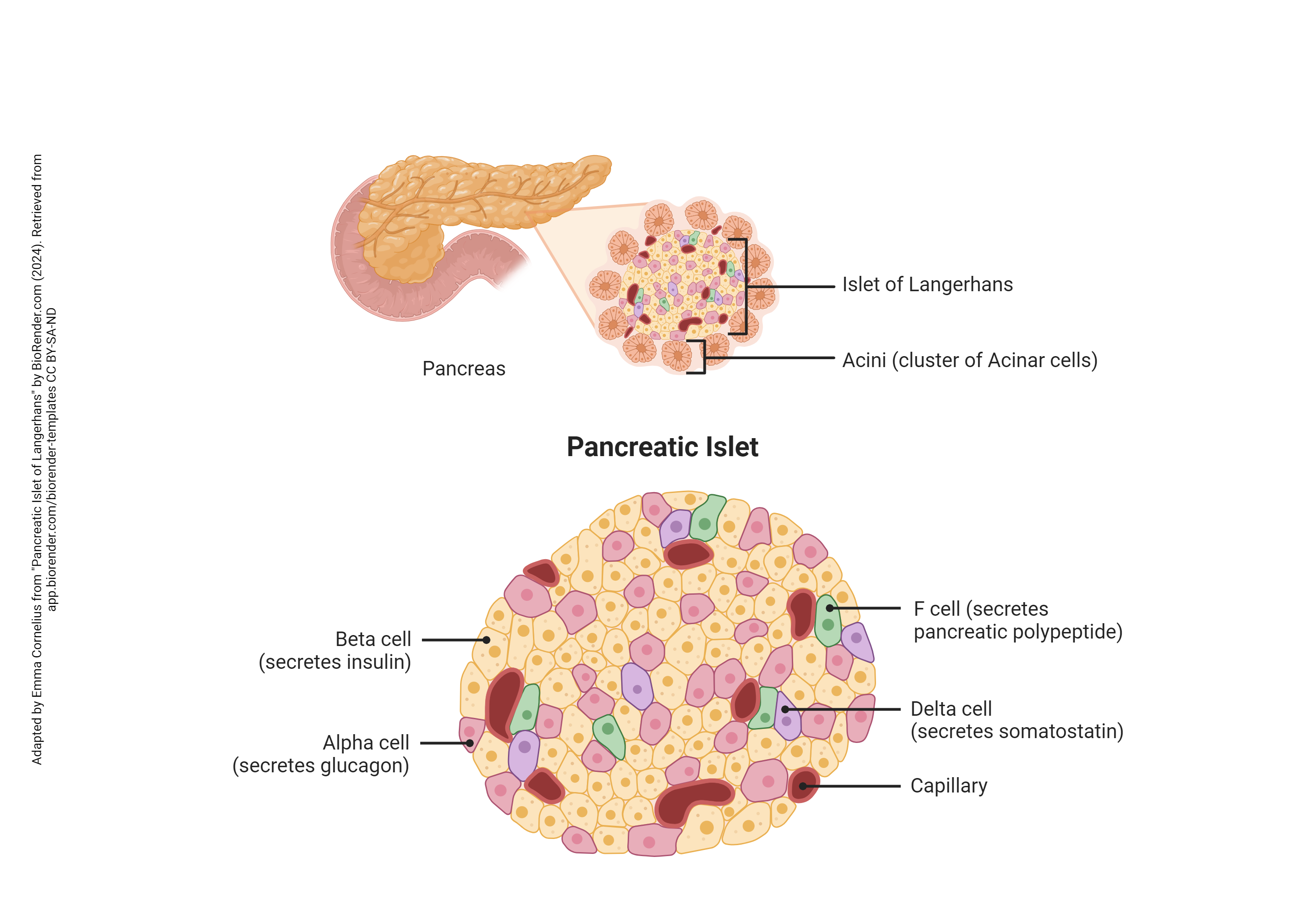 Diagram illustrating the different cell types of the pancreatic islets.