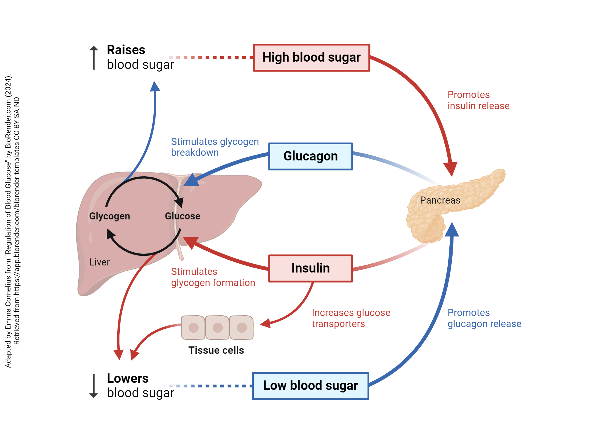 Diagram showing the feedback loops controlled by insulin and glucagon.