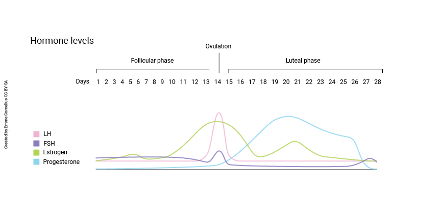 Diagram showing changes in hormones during the female reproductive cycle.