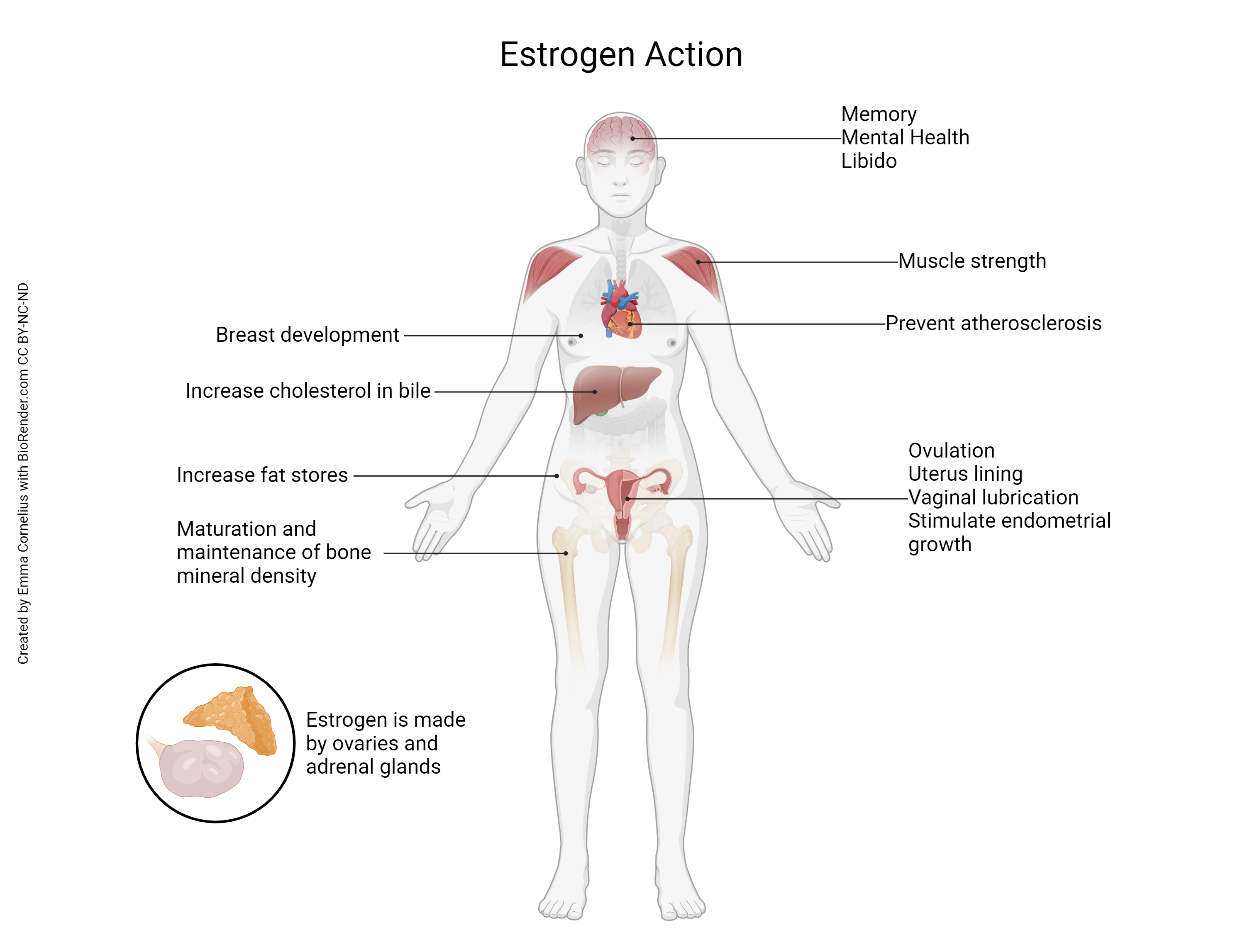 Diagram showing the effects of estrogen on the female body.