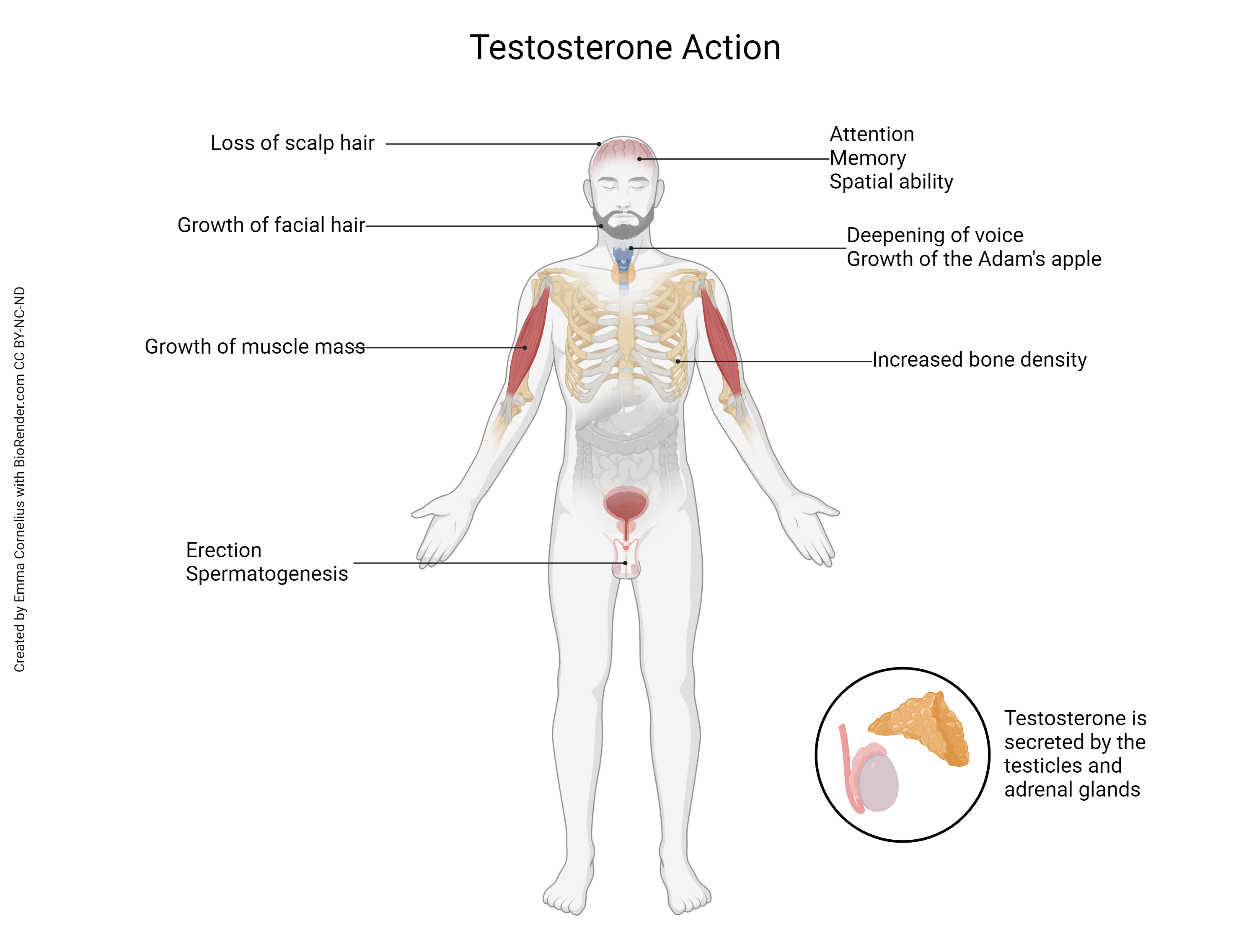 Diagram showing the effects of testosterone on the male body.