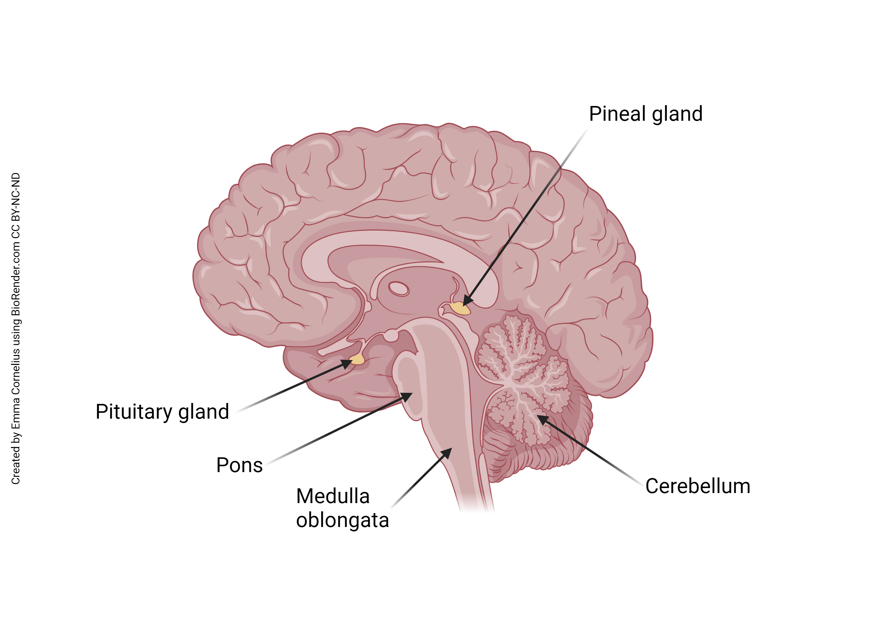 Diagram showing the location of the pineal gland.