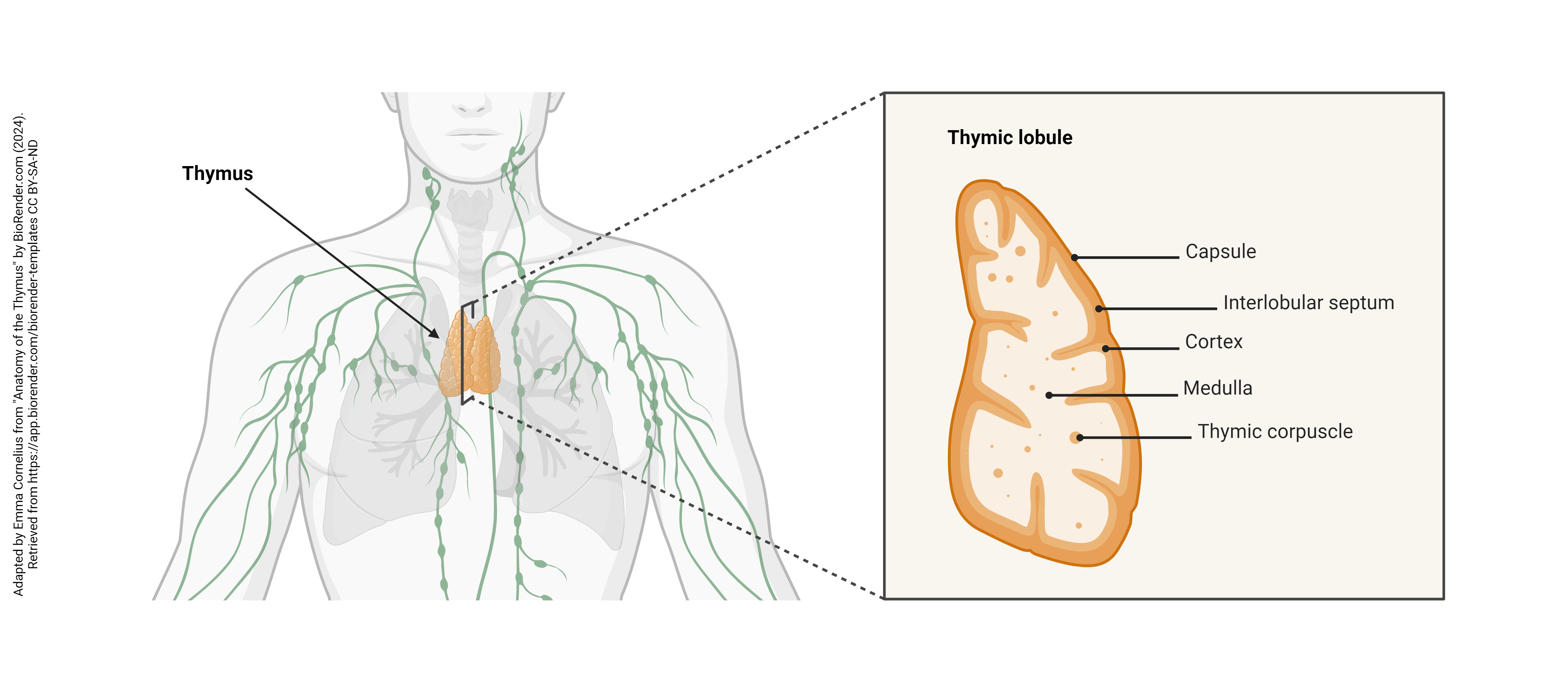 Diagram showing the location and anatomy of the thymus gland.