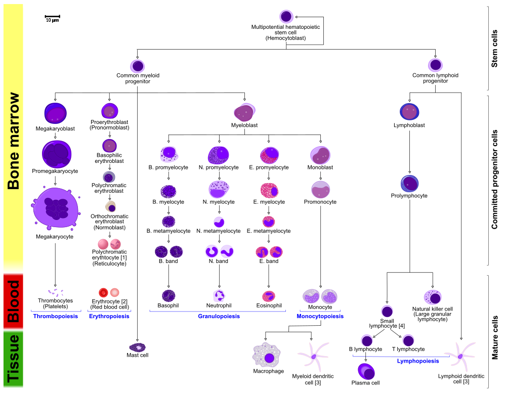 Flowchart showing a more detailed view of human hematopoiesis.