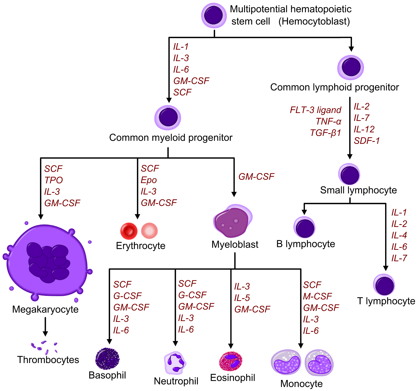 Flowchart showing the growth factors that affect hematopoiesis.