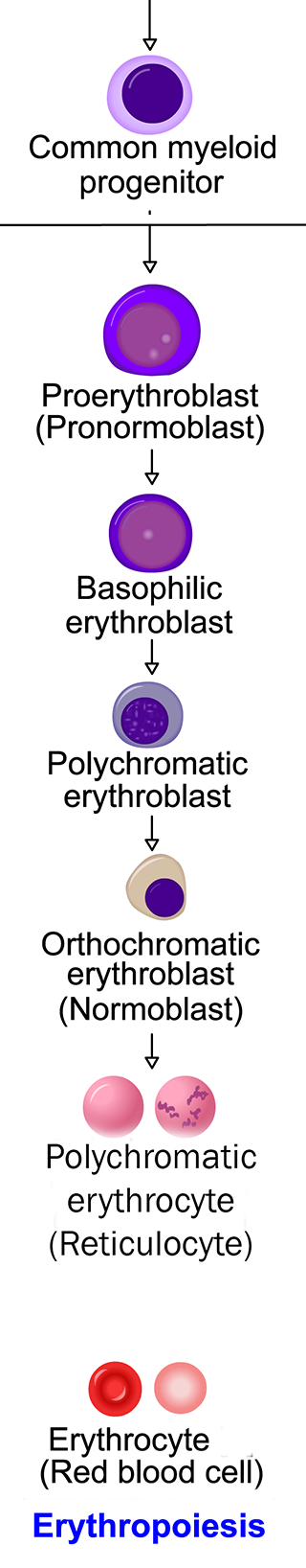 Flowchart of erythropoiesis.