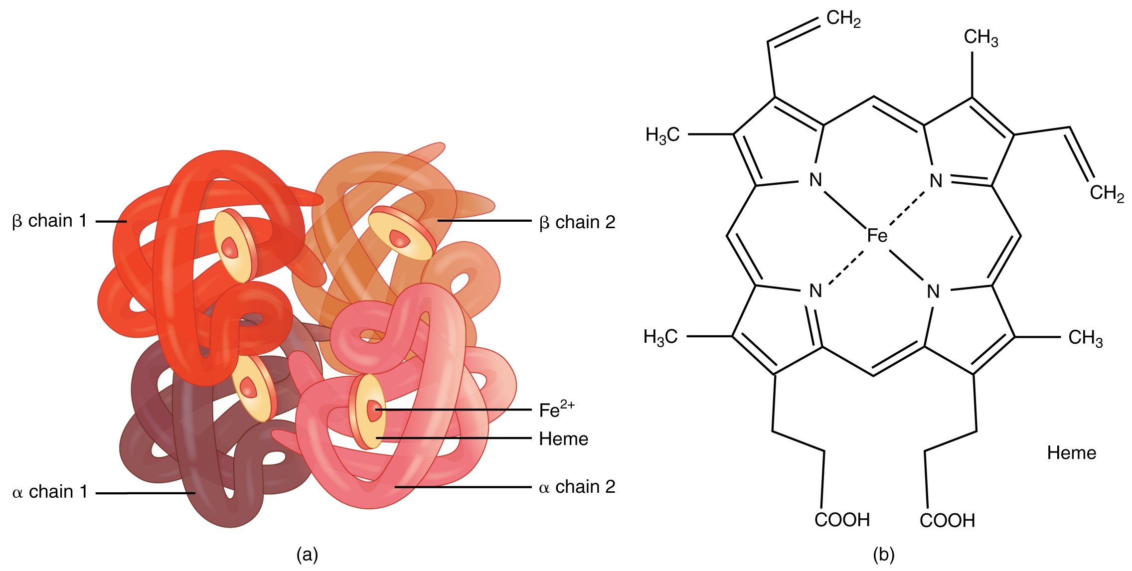 Diagram of hemoglobin and a chemical diagram of the heme group.